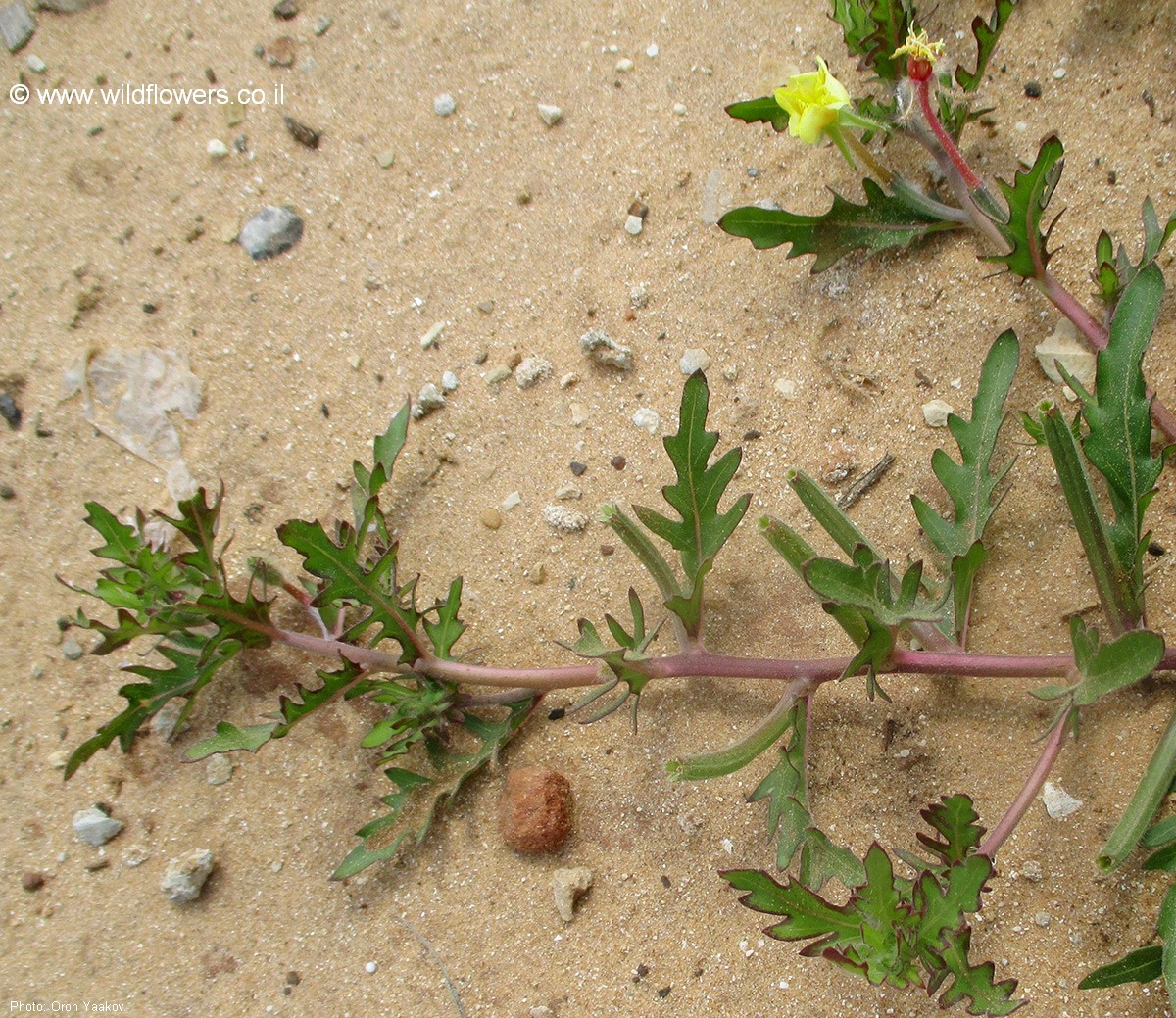 Oenothera laciniata